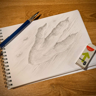 Fossil Friday: Grallator Tracks