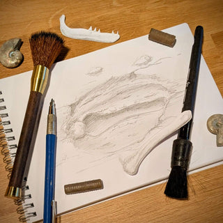 Fossil Friday: So… what even is a fossil?