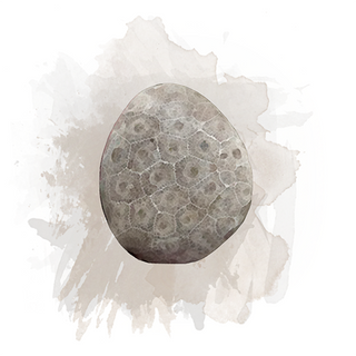 Petoskey Stone