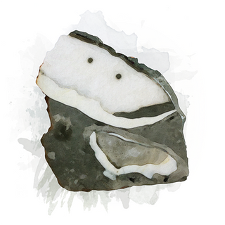 Shell Jasper