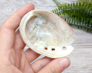 Abalone Shell 7cm