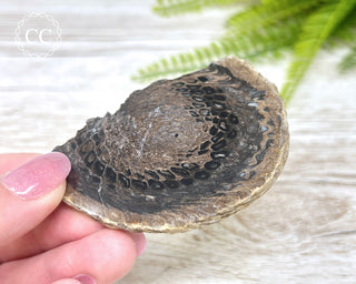 Agate Pinecone Slice #1