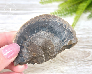 Agate Pinecone Slice #1