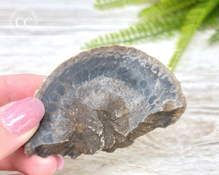 Agate Pinecone Slice #1