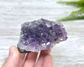 Amethyst Cluster #5