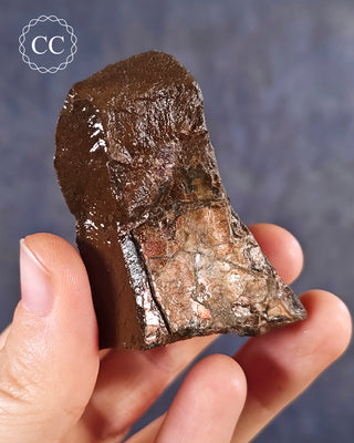 Canadian Ammolite with red flashes, shown held in the hand for scale.