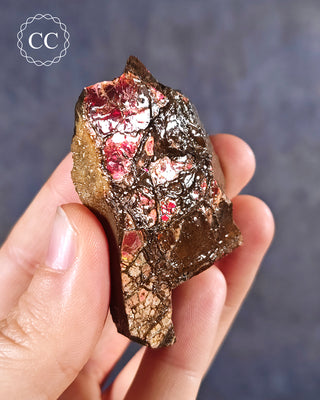 Canadian Ammolite with red flashes, shown held in the hand for scale.
