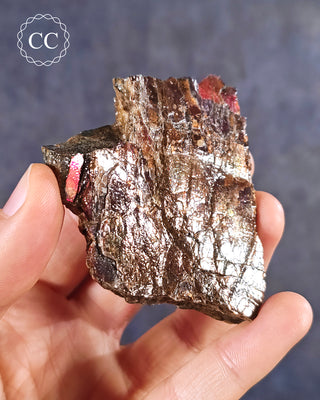 Canadian Ammolite with red flashes, shown held in the hand for scale.