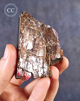 Ammolite B - Grade Specimen #7