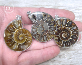 A hand holding 3 Ammonite Half Pendants 