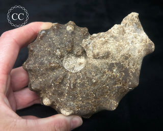 Ammonite (Mammites nodosoides) Fossil #1