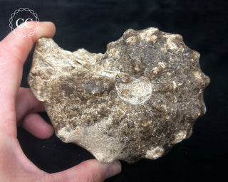 Ammonite (Mammites nodosoides) Fossil #1