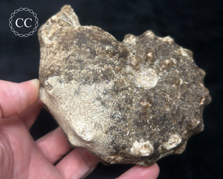 Ammonite (Mammites nodosoides) Fossil #1