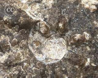 Ammonite (Mammites nodosoides) Fossil #1