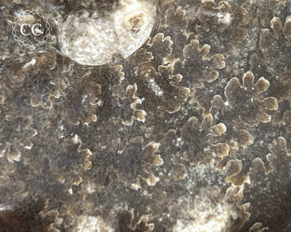 Ammonite (Mammites nodosoides) Fossil #1