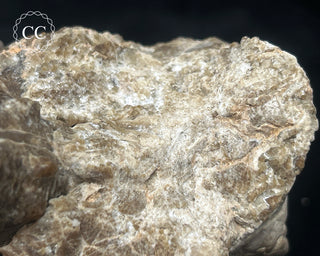 Ammonite (Mammites nodosoides) Fossil #1