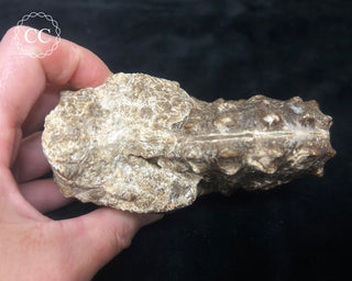 Ammonite (Mammites nodosoides) Fossil #1