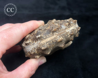 Ammonite (Mammites nodosoides) Fossil #1