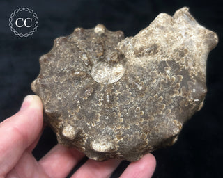 Ammonite (Mammites nodosoides) Fossil #1