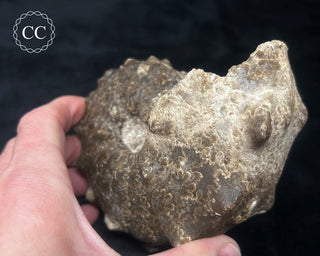 Ammonite (Mammites nodosoides) Fossil #1