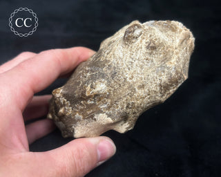 Ammonite (Mammites nodosoides) Fossil #1