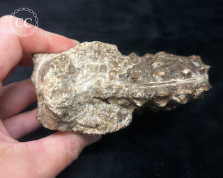 Ammonite (Mammites nodosoides) Fossil #1
