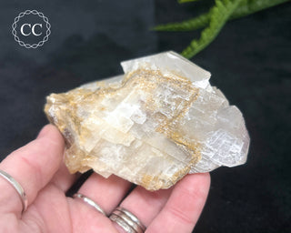 Angel Wing Calcite #6