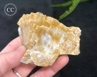 Angel Wing Calcite #8