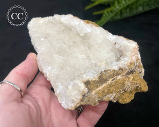 Angel Wing Calcite #1