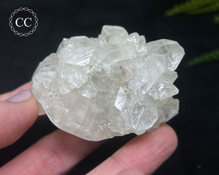 Apophyllite Cluster #12