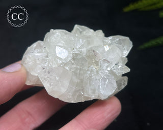 Apophyllite Cluster #12