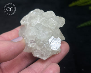 Apophyllite Cluster #12
