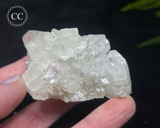 Apophyllite Cluster #12