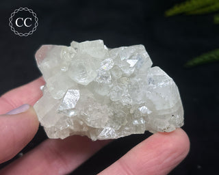 Apophyllite Cluster #12