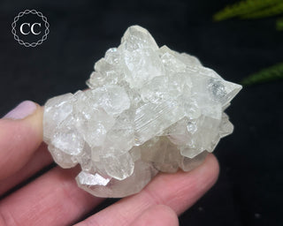 Apophyllite Cluster #12