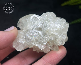 Apophyllite Cluster #12