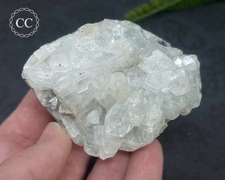 Apophyllite Cluster #1