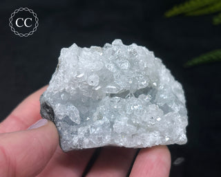 Apophyllite Cluster #7