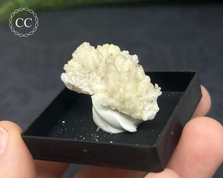 Aragonite Specimen - Sardinia #4