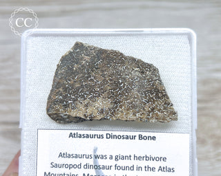 Atlasaurus Dinosaur Bone #1