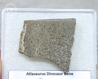 Atlasaurus Dinosaur Bone #6