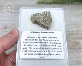 Atlasaurus Dinosaur Bone #2