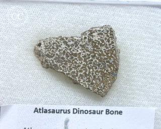 Atlasaurus Dinosaur Bone #2