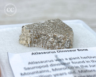 Atlasaurus Dinosaur Bone #2