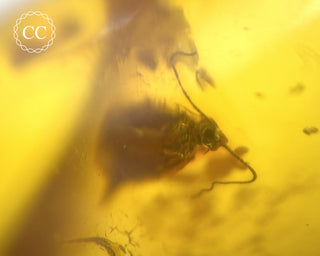 Baltic Amber with Insect #2