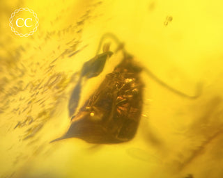 Baltic Amber with Insect #2