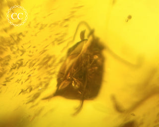 Baltic Amber with Insect #2