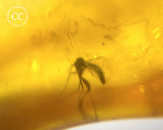Baltic Amber with Insect & Spiders #3