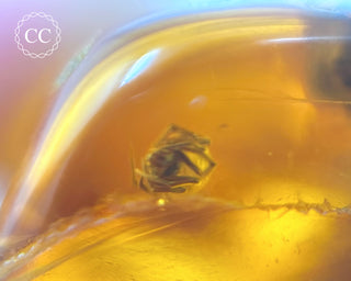 Baltic Amber with Insect & Spiders #3
