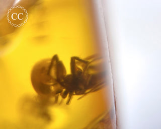 Baltic Amber with Insect & Spiders #3